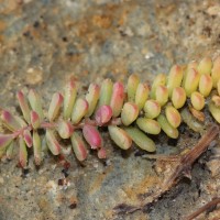 Suaeda vermiculata Forssk. ex J.F.Gmel.